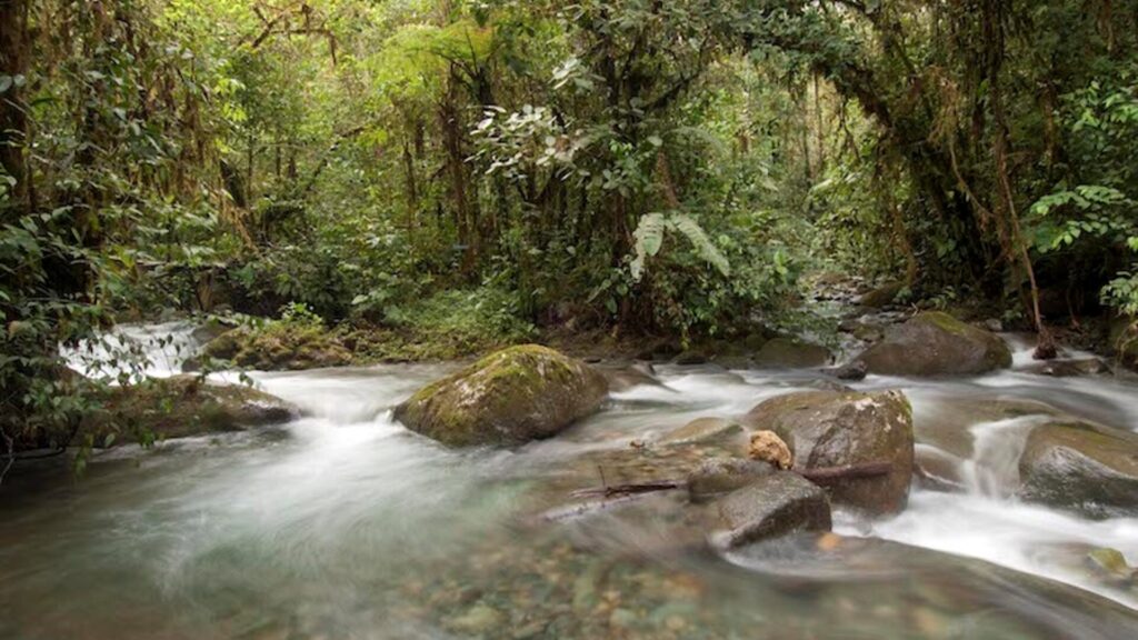 ¿Están funcionando los derechos de la naturaleza? El impacto de la sentencia de Los Cedros en Ecuador