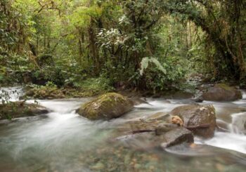 ¿Están funcionando los derechos de la naturaleza? El impacto de la sentencia de Los Cedros en Ecuador