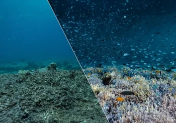 El colapso de los arrecifes de coral de aguas cálidas: una crisis ambiental y de derechos humanos que requiere acciones urgentes