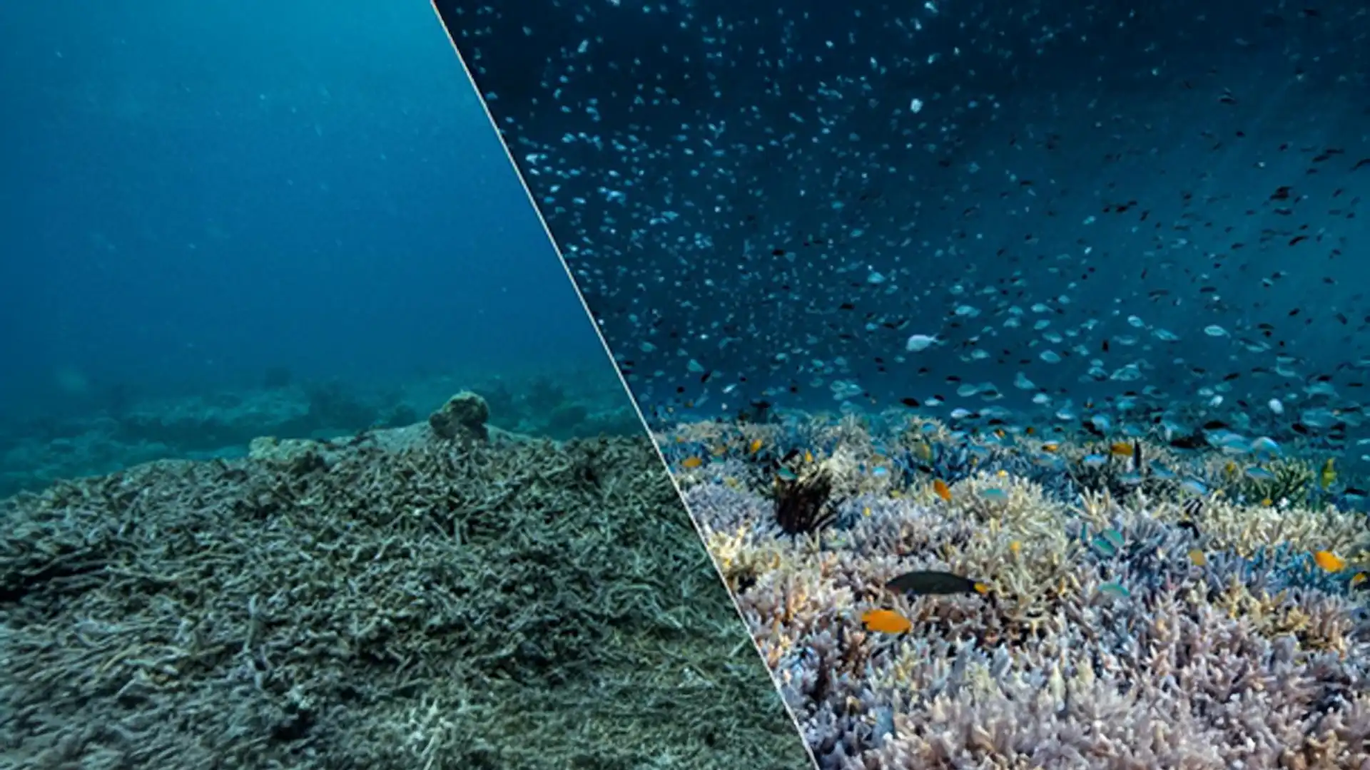 El colapso de los arrecifes de coral de aguas cálidas: una crisis ambiental y de derechos humanos que requiere acciones urgentes